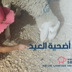 بلاغ: اطلاق حملة تبرع خاصة بشراء أضحية عيد الاضحى المبارك
